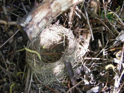Empty nest Empty nest