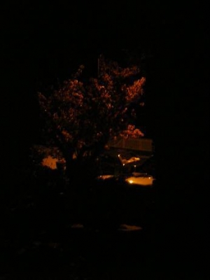 Cherry tree at night.