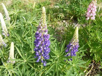 Lupin