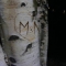 The Taking Tree by Mr Everyday The Taking Tree by Mr Everyday
