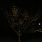 Kowhai