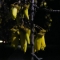 Kowhai flowers