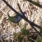 Pukeko