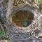 Blackbird egg