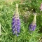 Lupin