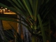 Cabbage tree