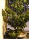 Potted