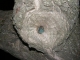 Knot