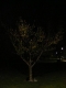Kowhai