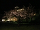 Blossoms