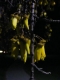 Kowhai flowers