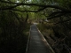 Track
