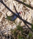 Pukeko