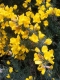 Gorse - threat or menace.