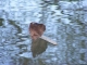 Reed boat.