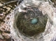 First full nest.