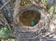 Blackbird egg