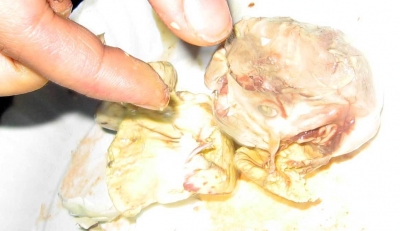 Stark-Balut.jpg