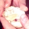 Balut-In-Fingers.jpg