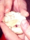 Balut-In-Fingers.jpg
