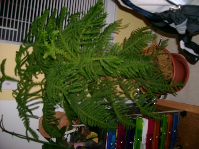 Christmas tree
