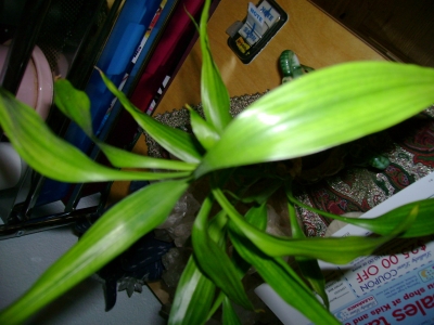 Bamboo