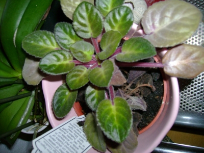 African violet