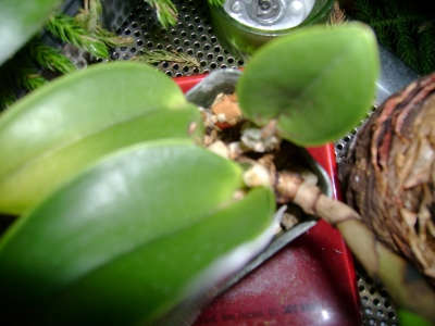 orchid 2