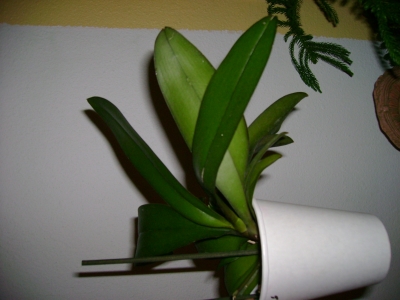 orchid 3