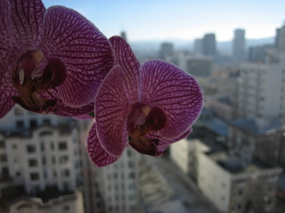 Orchid1 in bloom