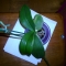 Orchid1