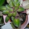 African violet African violet