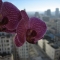 Orchid1 in bloom