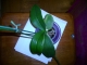 Orchid1