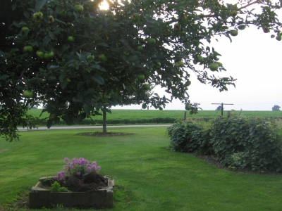 backyard #3.jpg