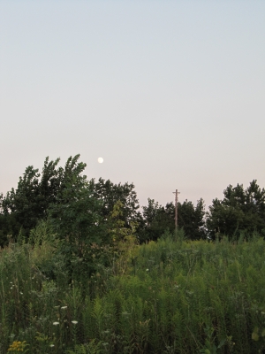 IMG_0466.JPG IMG_0466.JPG