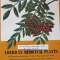 American Medicinal Plants by Charles F. Millspaugh