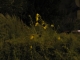 09.06.2010.12.37loose.JPG