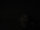 09.06.2010.12.45piered.JPG