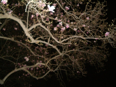magnolia1