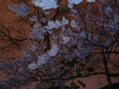 more flowers