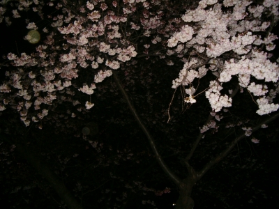 cherry blossoms