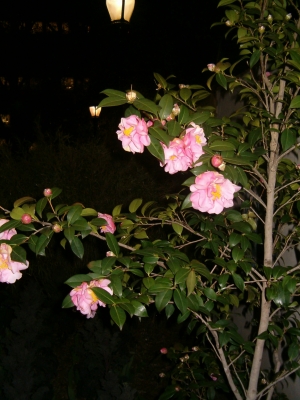 more flowers