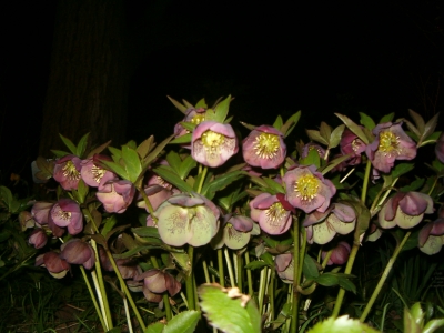 yet more flowers