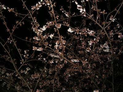 more cherry blossoms