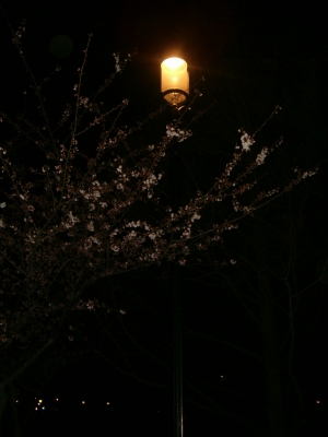 still more cherry blossoms