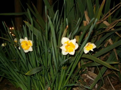 daffodils