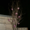 potted magnolia