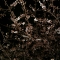 more cherry blossoms