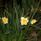 daffodils